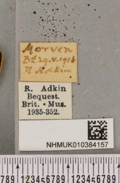 Parasemia plantaginis insularum Seitz, 1910 - NHMUK_010384157_label_511534