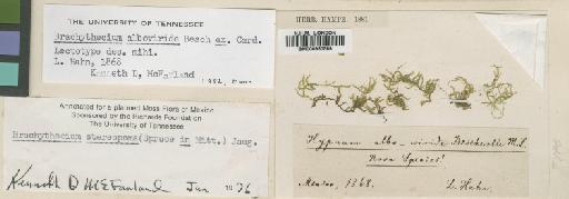 Brachythecium stereopoma (Spruce ex Mitt.) A.Jaeger - BM000850569