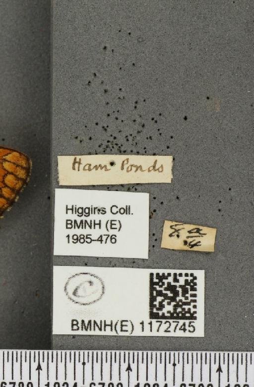 Euphydryas aurinia (Rottemburg, 1775) - BMNHE_1172745_label_53127