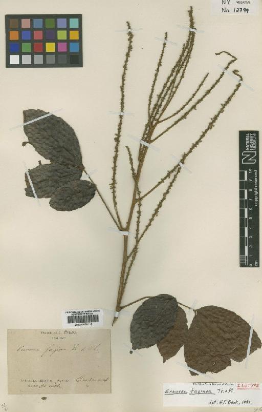 Paullinia capreolata (Aubl.) Radlk. - BM000838116