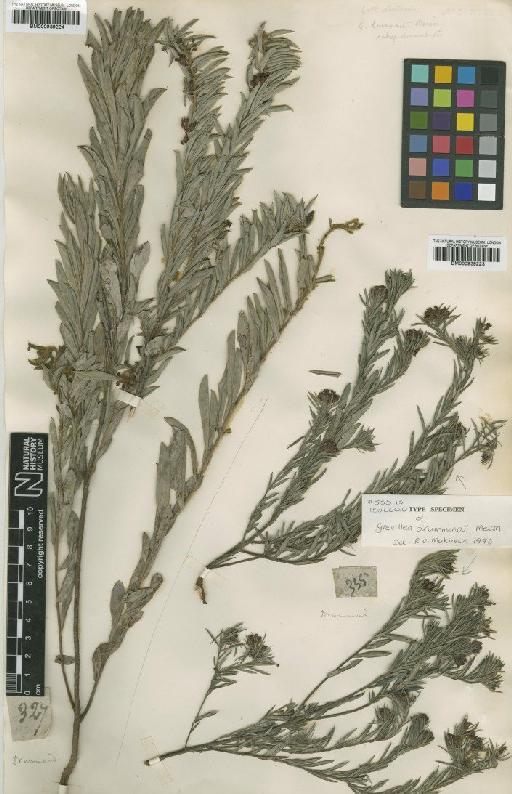 Grevillea drummondii Meisn. - BM000939223