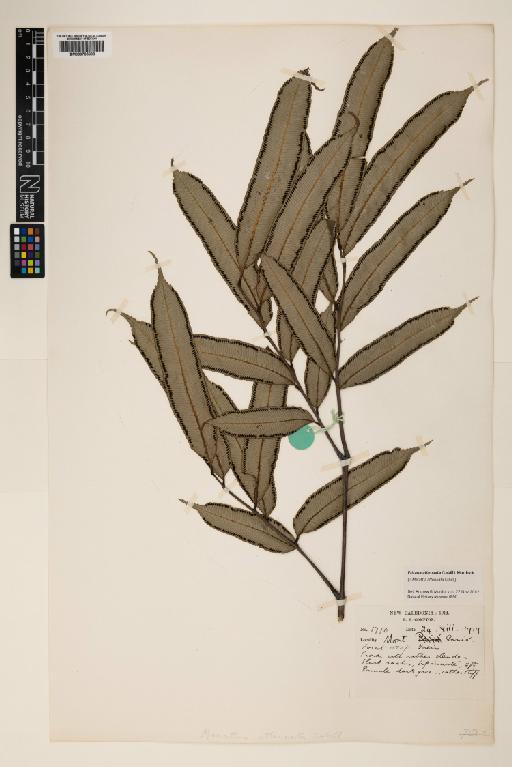 Ptisana attenuata (Labill.) Murdock - 000785898