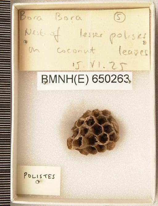 Polistes Latreille, 1802 - Hymenoptera Nest BMNH(E) 650263