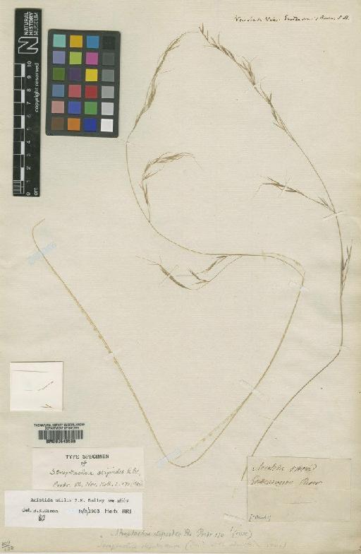 Aristida utilis var. utilis F.M.Bailey - BM000645536