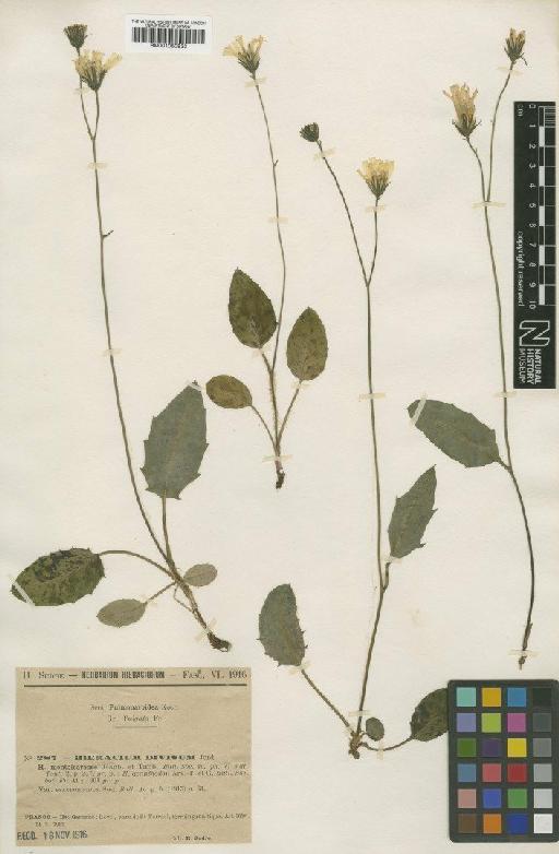 Hieracium praecox subsp. montolearense (Jeanb. & Timb.-Lagr.) Zahn - BM001050833