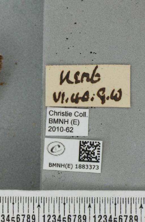Abraxas grossulariata (Linnaeus, 1758) - BMNHE_1883373_label_439261