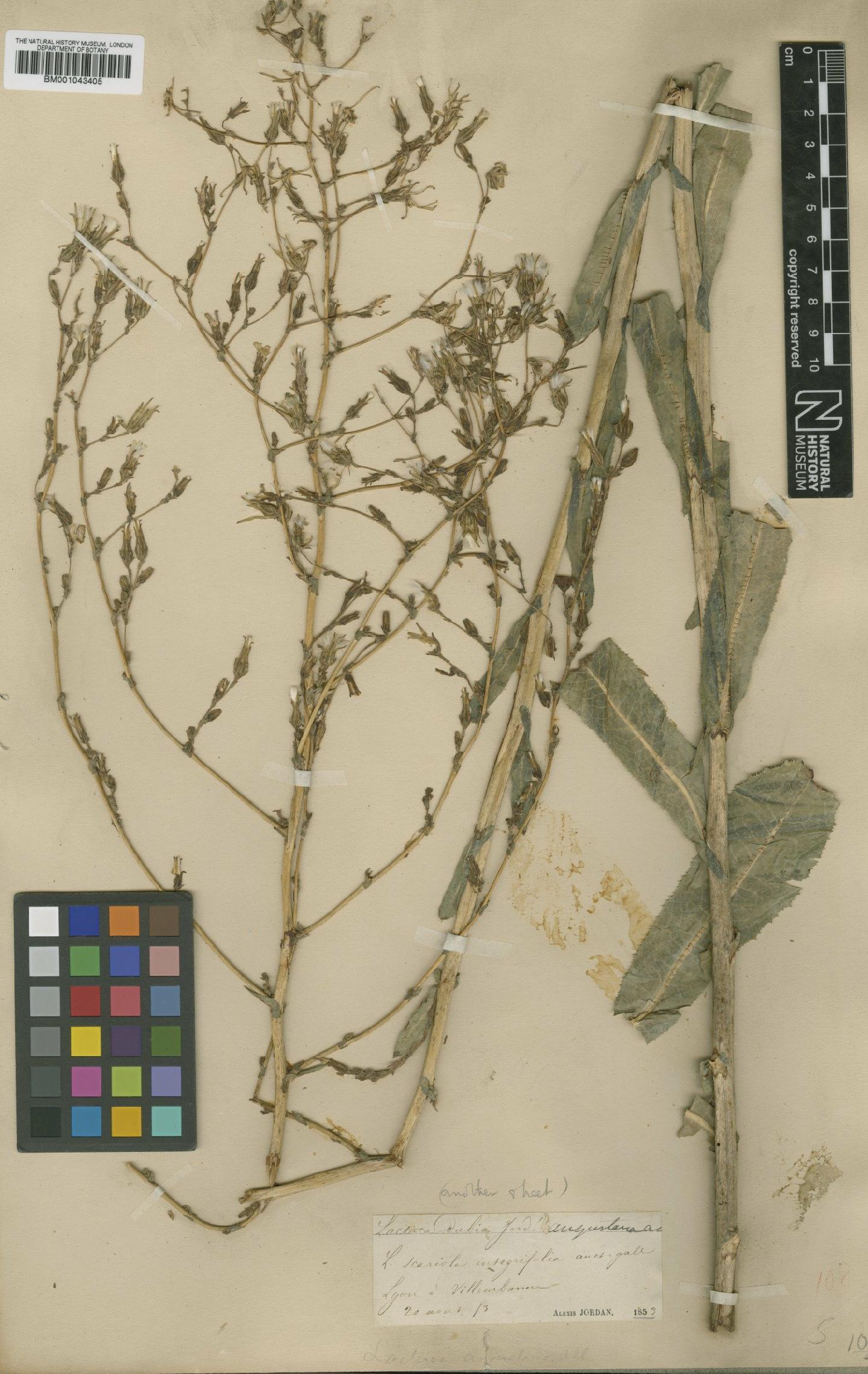 To NHMUK collection (Lactuca serriola L.; Type; NHMUK:ecatalogue:1997948)