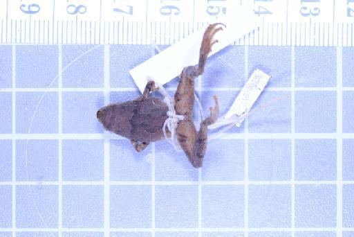 Nanohyla annamensis - Image of specimen 1947.2.11.66