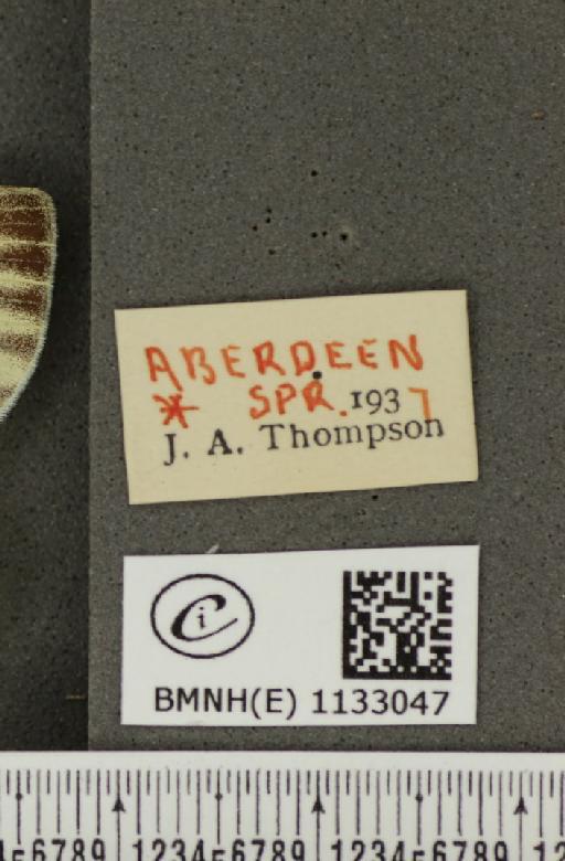 Pieris napi thompsoni ab. confluens Schima, 1910 - BMNHE_1133047_label_89604