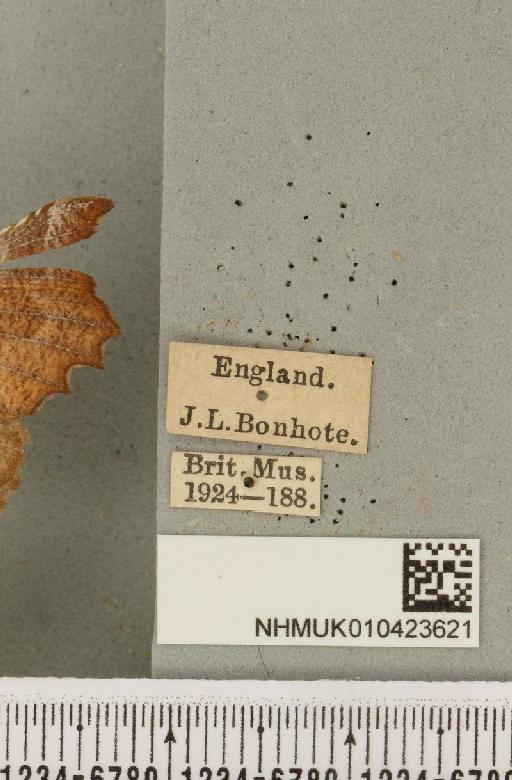 Scoliopteryx libatrix (Linnaeus, 1758) - NHMUK_010423621_label_535499