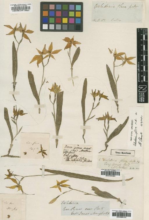 Caladenia flava R.Br. - BM000990425