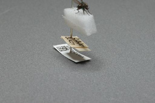 Sarcophaga (Myorhina) nigriventris Meigen, 1826 - 015091658_additional_4