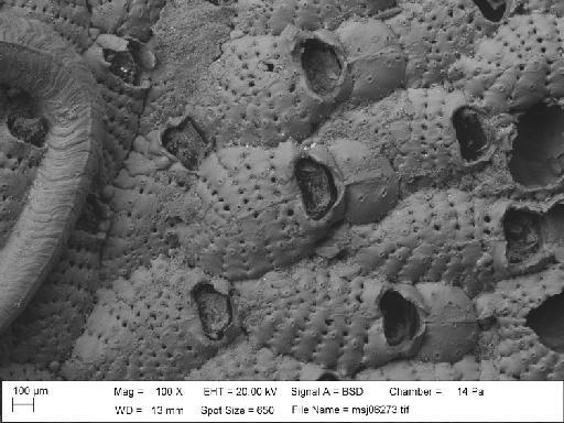 Cribrilina spitzbergensis Norman, 1903 - Cribrilina_spitzbergensis_msj06273