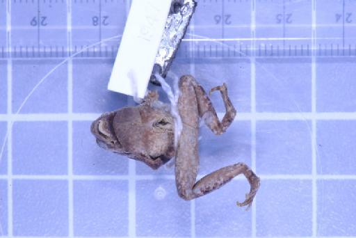 Nanohyla annamensis - 1947.2.11.63_Image003