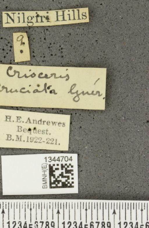 Lilioceris (Lilioceris) cruciata (Guérin-Méneville, 1840) - BMNHE_1344704_label_13209