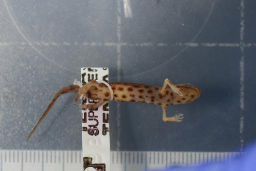 Triturus vulgaris schmidtleri raxworthy - Image of specimen 1987.1037