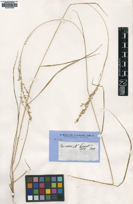 Whiteochloa airoides (R.Br.) Lazarides - BM000795672