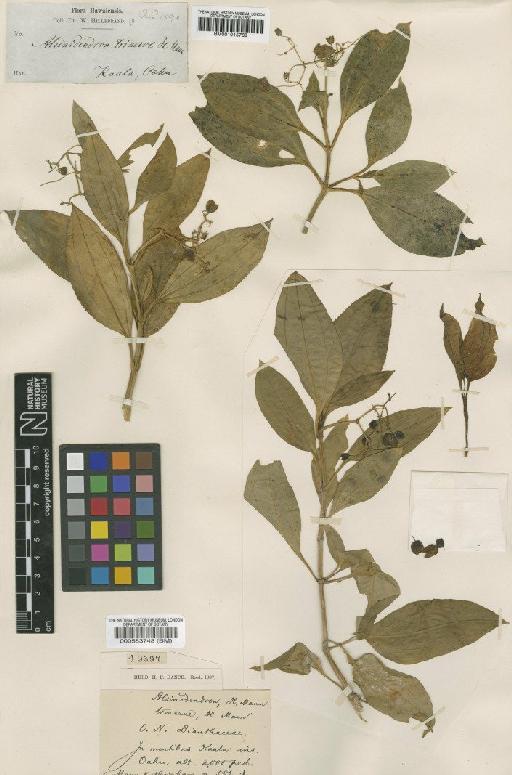 Alsinodendron trinerve Mann - BM001015768