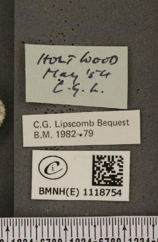 Leptidea sinapis juvernica Williams, 1946 - BMNHE_1118754_label_73956