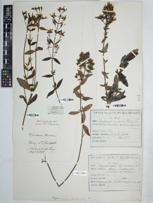 Hypericum hirsutum L. - BM001161337