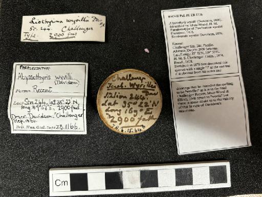 Terebratula wyvilli Davidson, 1878 - ZB 1166