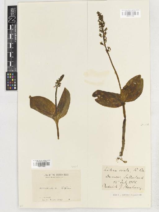 Neottia ovata (L.) Rich. - BM001138925