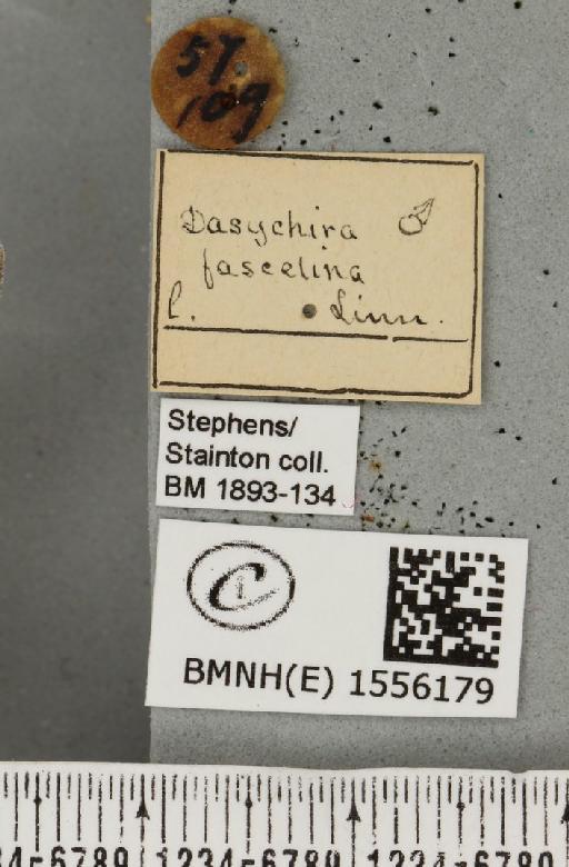 Dicallomera fascelina (Linnaeus, 1758) - BMNHE_1556179_label_255914