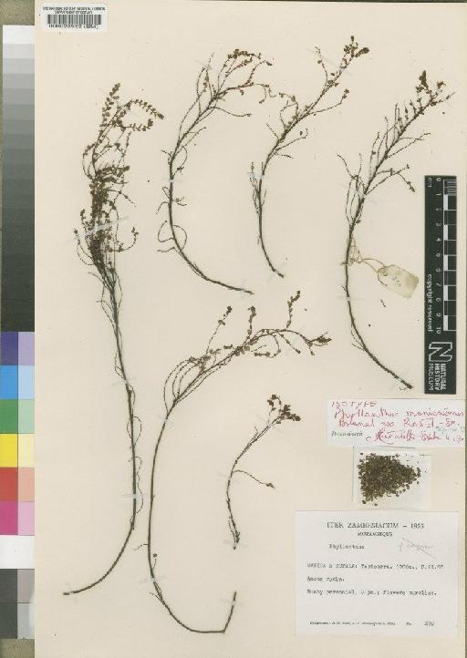 Phyllanthus manicaensis - BM000028552