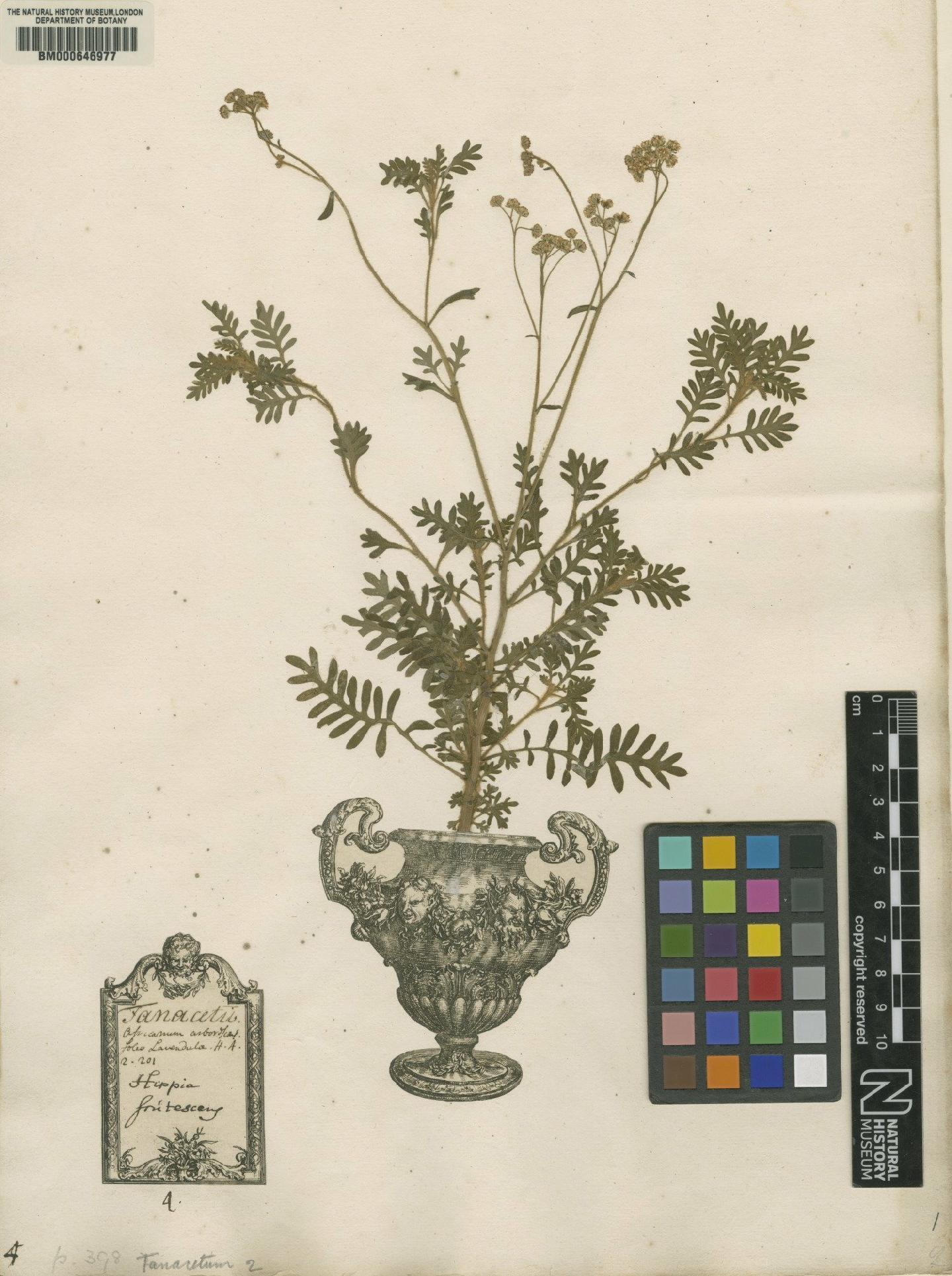 To NHMUK collection (Tanacetum frutescens L.; Original material; NHMUK:ecatalogue:4702140)
