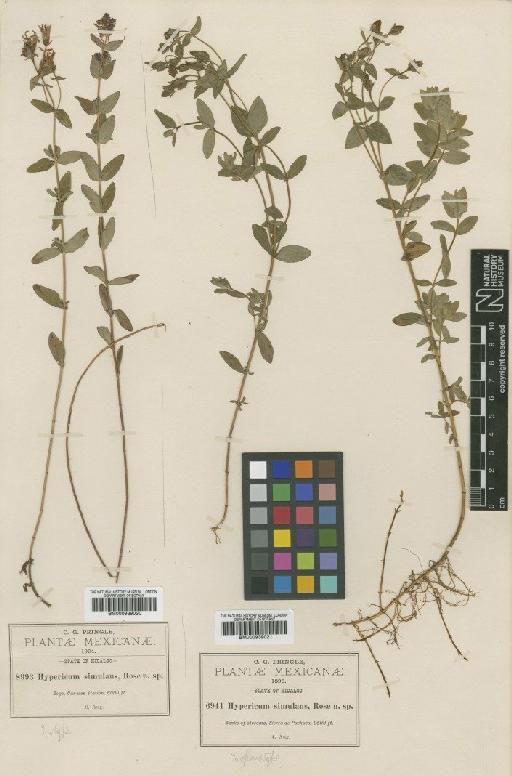 Hypericum scouleri Hook. - BM000939021