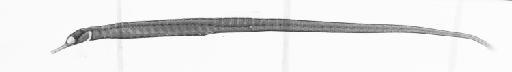 Syngnathus conspicillatus Jenyns, 1842 - BMNH 1917.7.14.27 Syngnathus conspicillatus, HOLOTYPE, radiograph