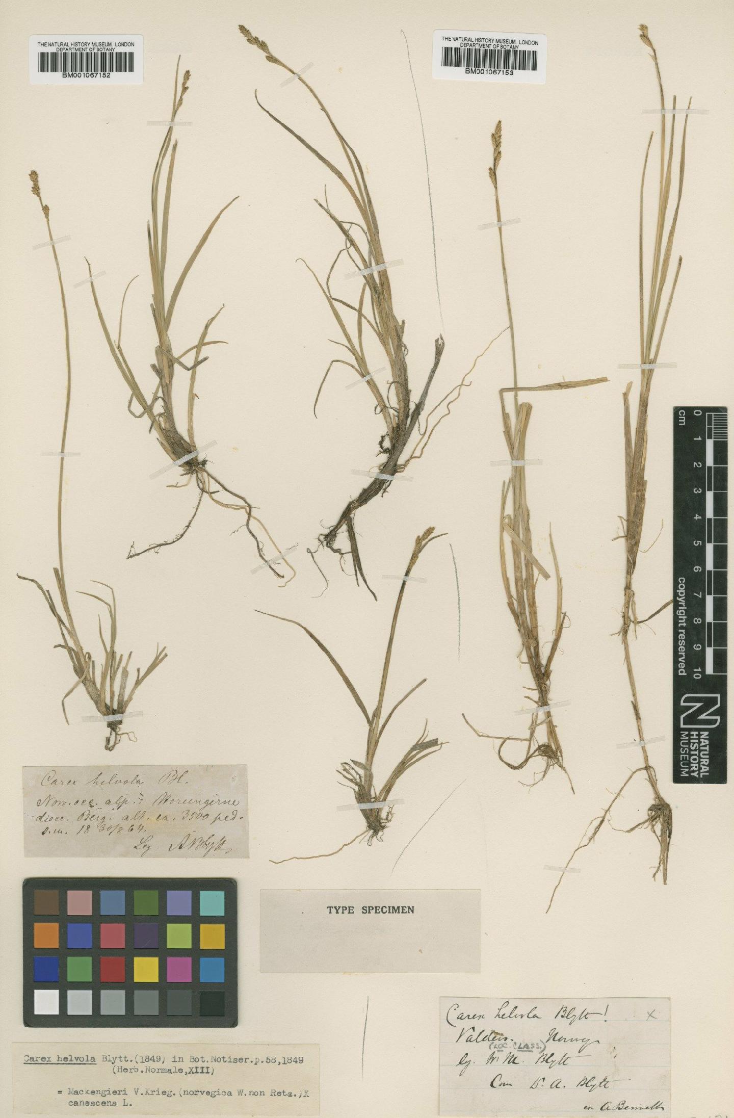 To the Natural History Museum, London (Carex mackenziei V.I.Krecz. × C. curta Gooden. BM001067153 type 1)