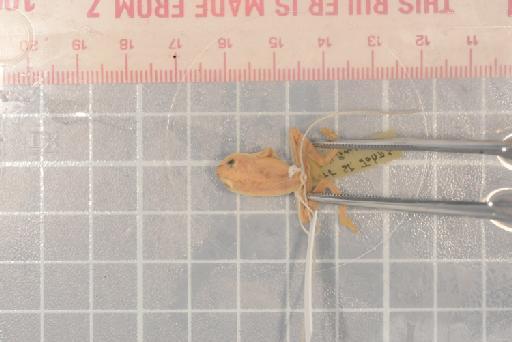 Hyperolius pusillus (Cope, 1862) - 1947.2.11.29_Image002