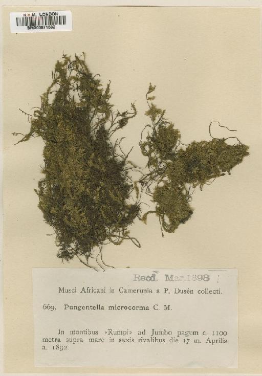 Sematophyllum microcorma Par - BM000871582