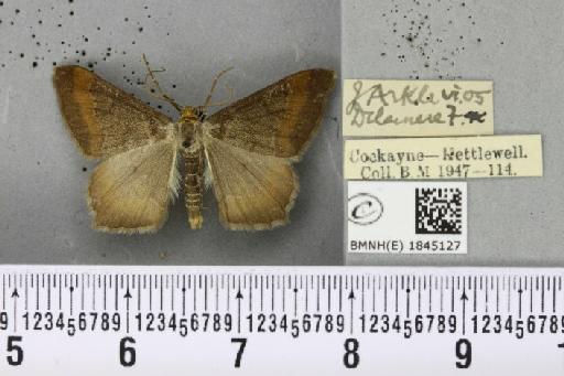 Macaria liturata ab. nigrofulvata Collins, 1905 - BMNHE_1845127_421561