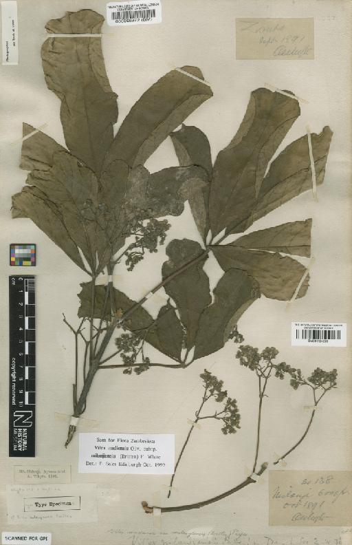 Vitex madiensis subsp. milanjiensis (Britten) F.White - BM001124551