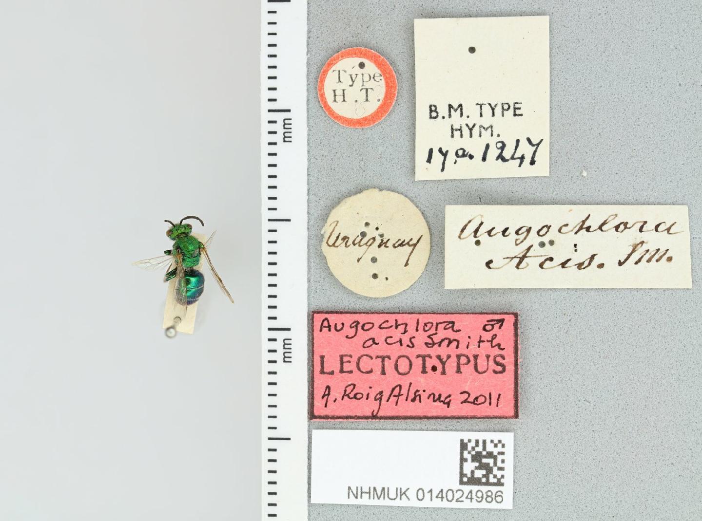 Augochloropsis acis