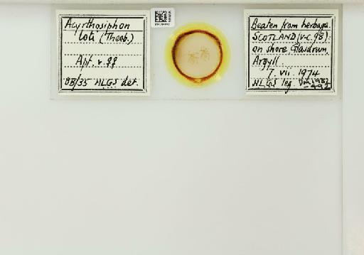 Acyrthosiphon loti Theobald, 1913 - 014764082_112429_1092617_826951_NoStatus