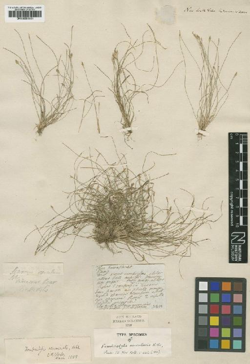 Fimbristylis acicularis R.Br. - BM000990861