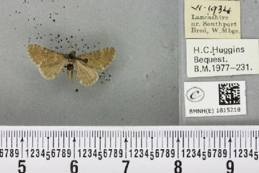 Eupithecia pygmaeata (Hübner, 1799) - BMNHE_1815218_382371