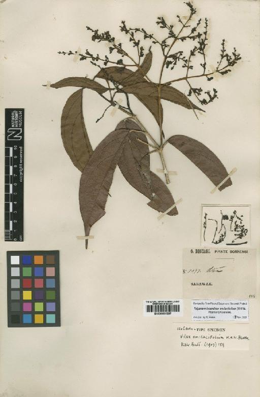 Teijsmanniodendron smilacifolium (Pearson) Kosterm. - BM000901397