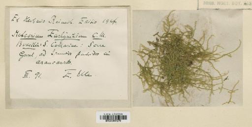 Meteoriopsis auronitens (Hornsch.) Broth. - BM000961279