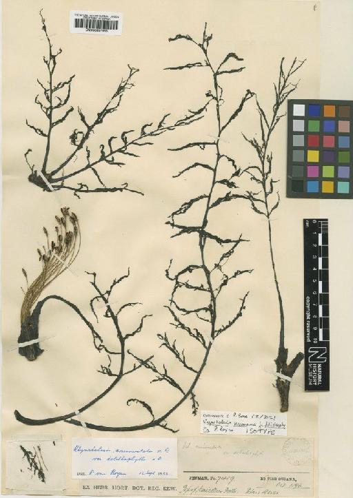 Rhyncholacis jenmanii f. dolichophylla P.Royen - BM000957965