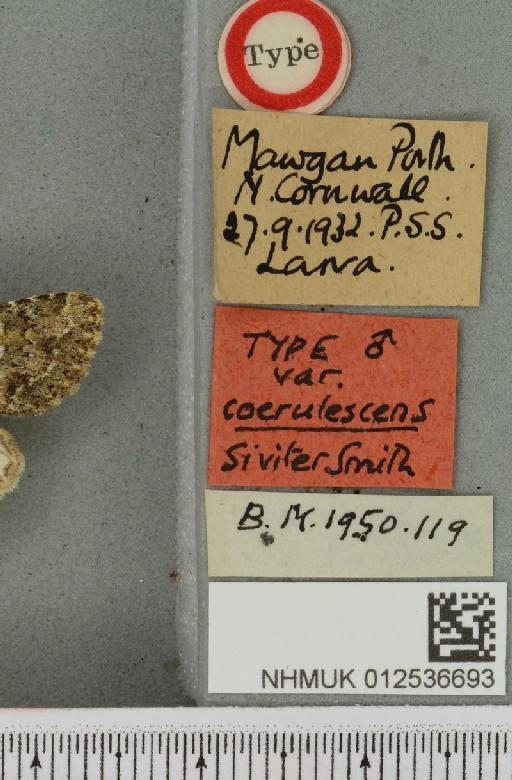 Polymixis lichenea ab. coerulescens Siviter Smith, 1942 - NHMUK_012536693_label_645882