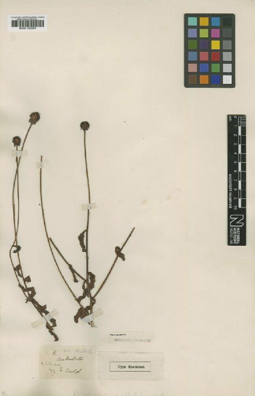 Rudbeckia spathulata Michx. - BM001025584