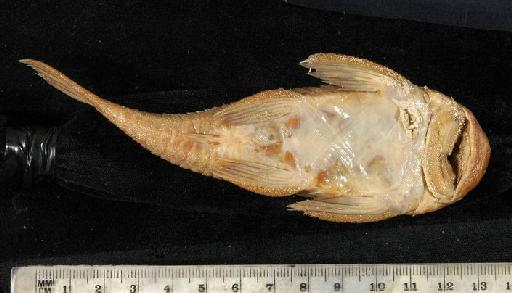 Chaetostomus brevis Regan, 1904 - 1898.11.4.33-6c; Chaetostomus brevis; ventral view; ACSI Project image