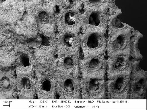 Lunulites tintinabula (Canu & Bassler, 1920) - BZ 5962. Lunulites cf tintinabula-2