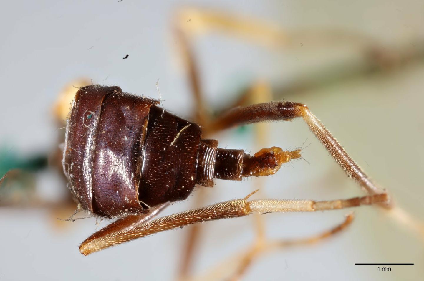 Rachicerus obscuripennis thumbnail