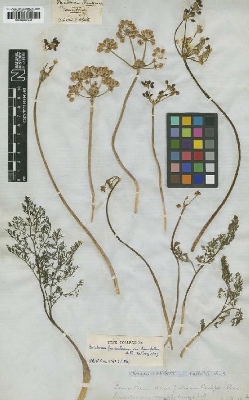 Lomatium daucifolium (Torr. & A.Gray) J.M.Coult. & Rose - BM001042943