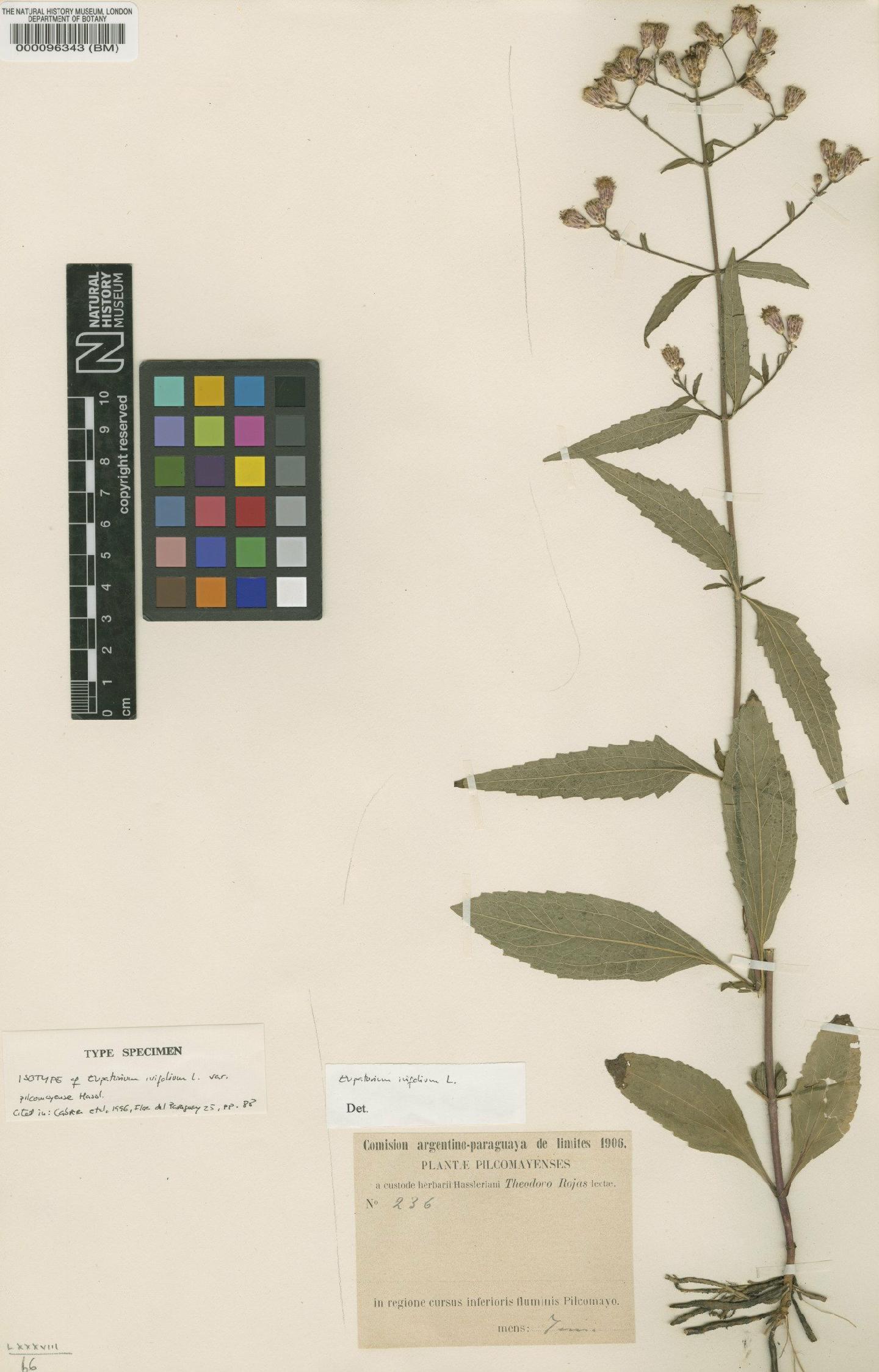 To NHMUK collection (Eupatorium ivifolium var. pilcomayense Hassl.; Isotype; NHMUK:ecatalogue:4566770)